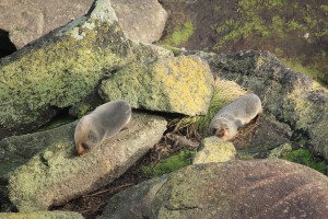 Paparoa NP - Gletscher-019